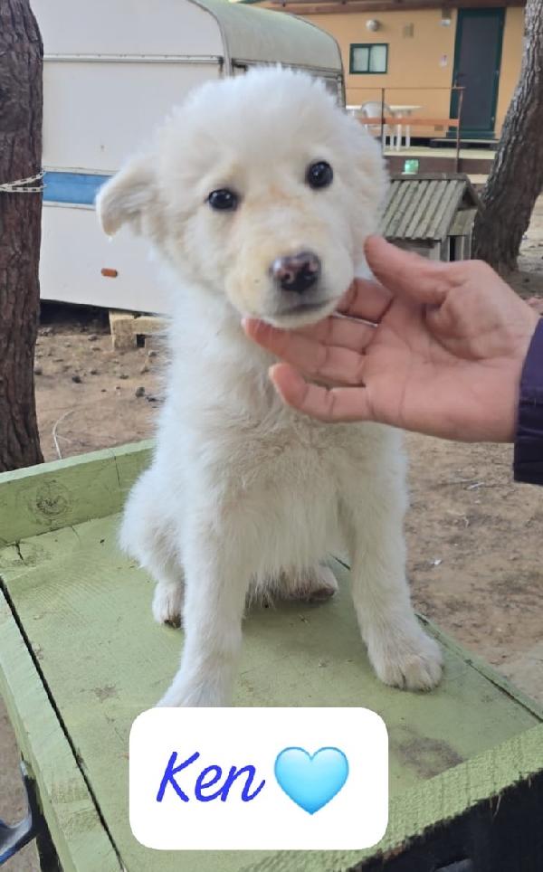 Ken Mila Minù cuccioli di 3 mesi cercano casa  Foto 4